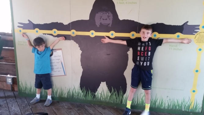 Even these two boys combined are smaller than the gorilla's arm lengths!